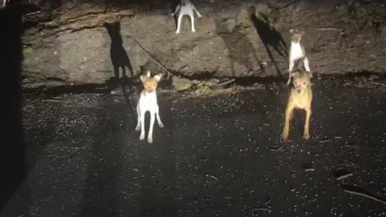 <b>Over a dozen dogs were abandoned in multiple Sussex County locations March 16. Photos: NJ State Police Facebook</b>